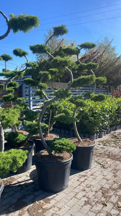 Cisy formowane bonsai.Sosna.Jałowiec. Kratownica.Panel