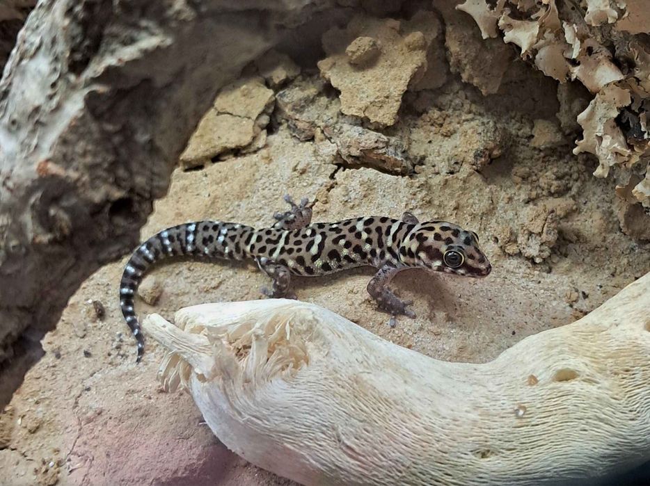 Gekon Pachydactylus tigrinus