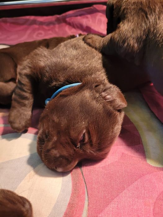 Labrador czekoladowy  sunia