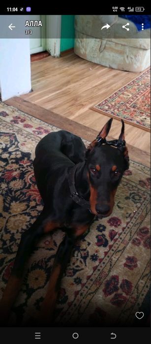 продам Доберман  девочка.