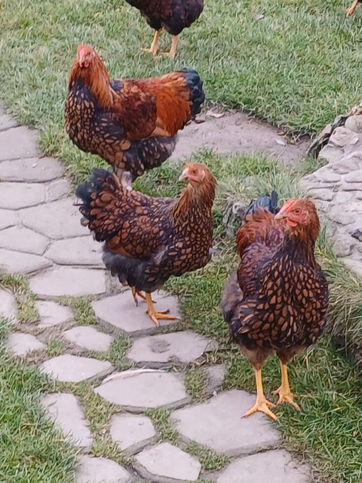 Віандот червоне золото