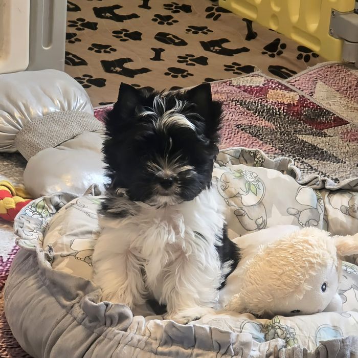 Yorkshire Terrier biało-czary PROMOCJA