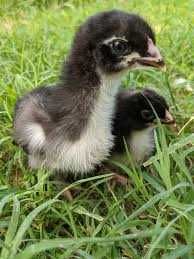 Marans cobre - frangos para engorda