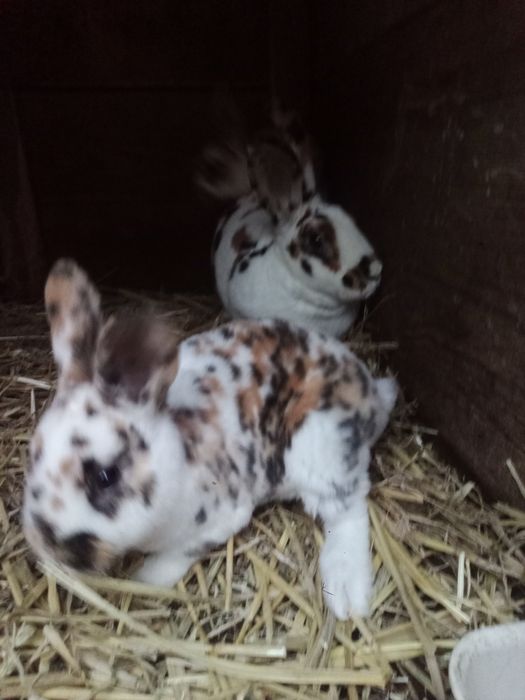 Rex trójbarwny dalmatyński młode króliki