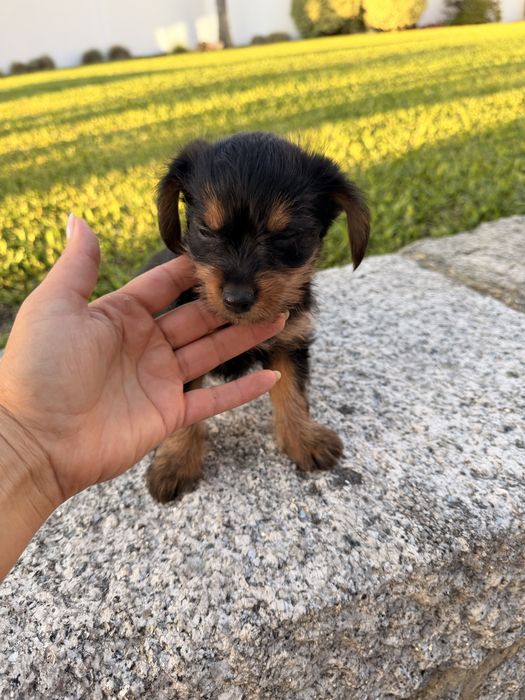 Yorkshire terrier X menina