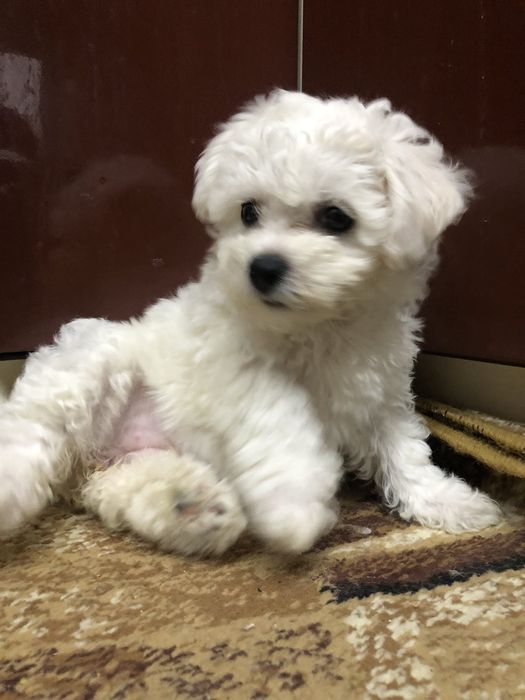 Бішон Фрізе цуценята,щенки Бишон фризе.Доставка по регіону.