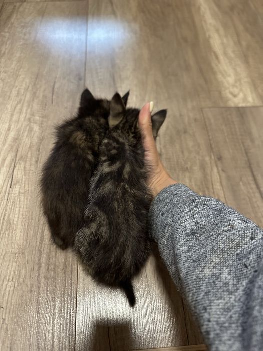 Котики в добрі руки
