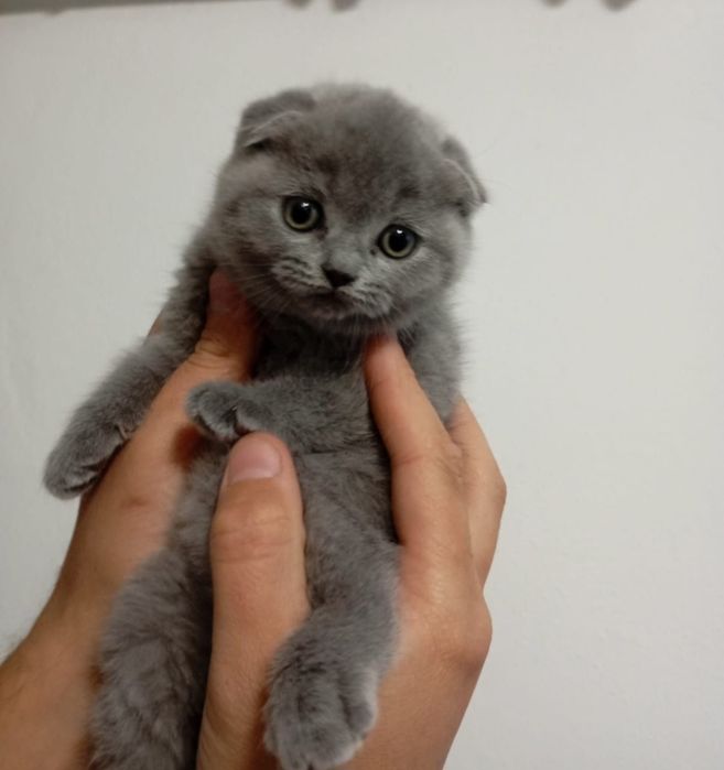 Бронь. Шотландские котята.