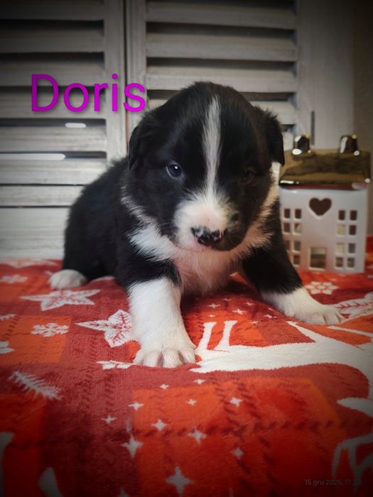 Border collie śliczna suczka przebadani rodzice