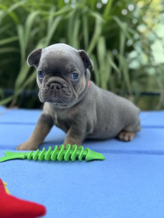 Неймовірні вухастики для Вас!Доставка за кордон