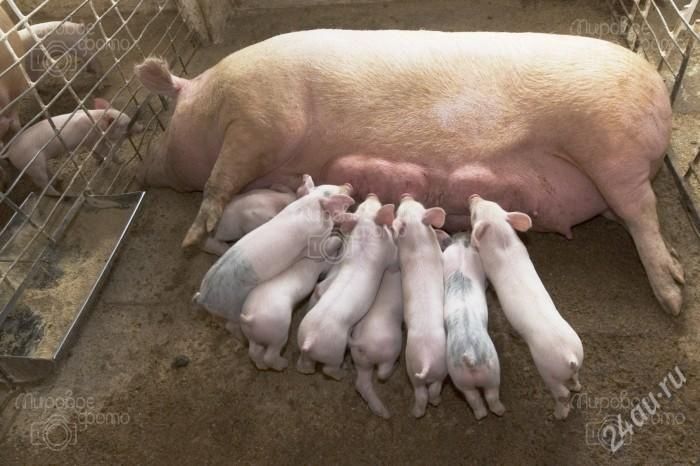 Продам поросят !!! Поросята