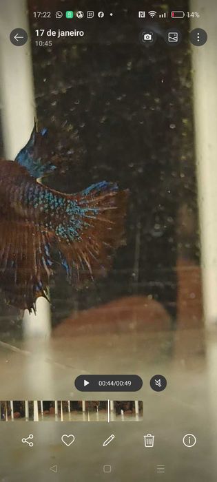 Fêmeas bettas halfmoon