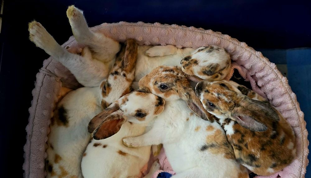 Królik karzelek mini rex