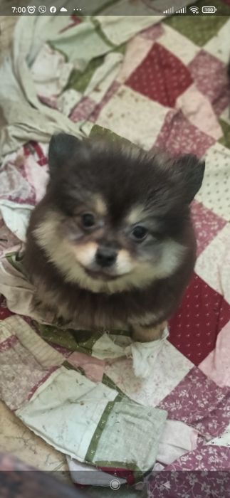 Мальчик померанский шпиц мерле.