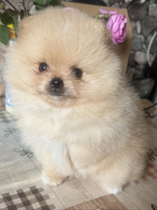 Шпіц   померанський   хлопчик