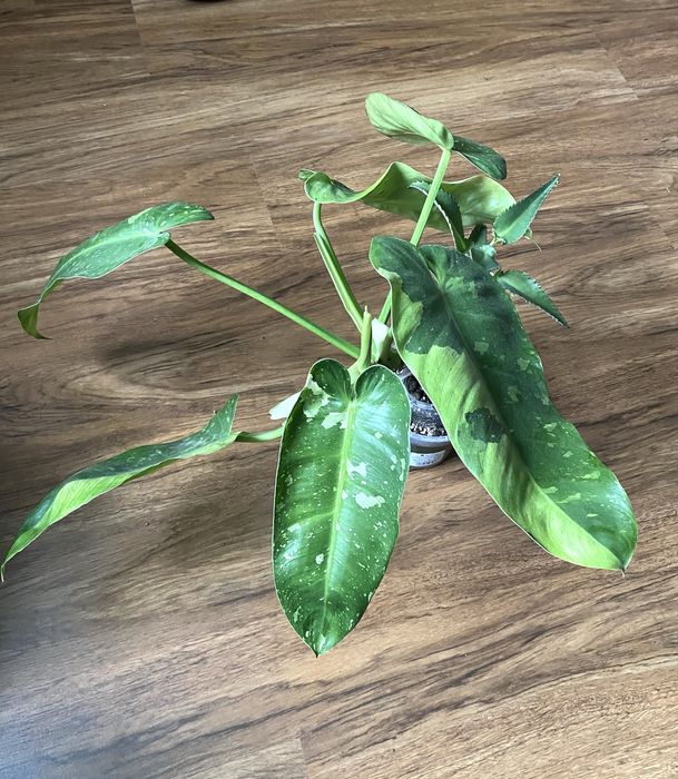 Philodendron Jose Buono