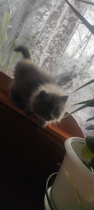 Грайливий котик шукає сімю