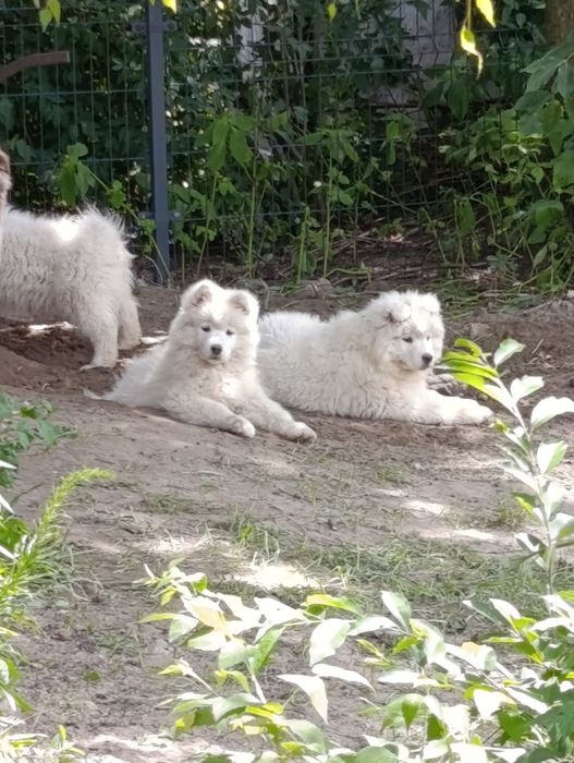 Suczka Samoyed samojed Zapraszamy