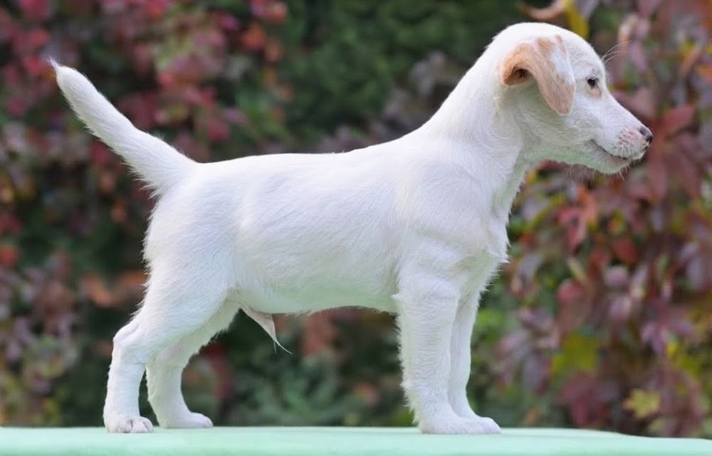 Jack Russell Terrier ZKwP/FCI – gładkowłosy piesek - do odbioru