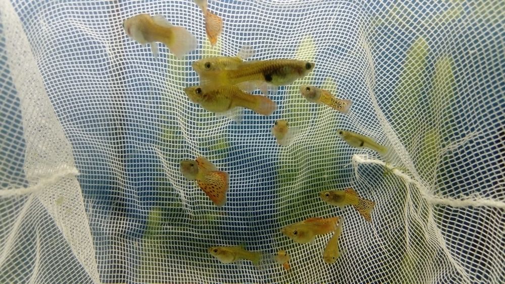 Gupik Moskiewski Filigram Rasowe Samiec Samica