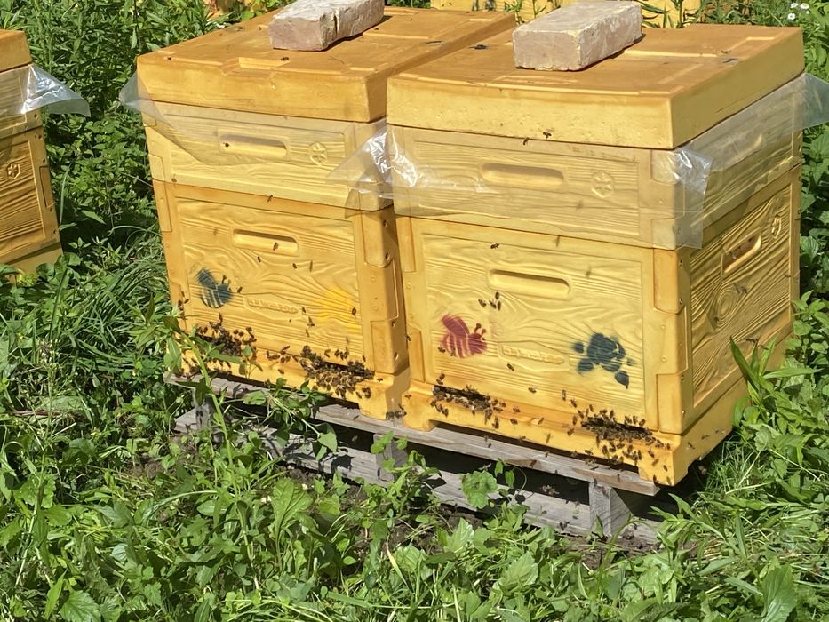 Бджолопакети 2026