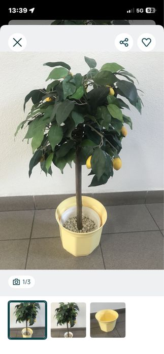 OKAZJA!!! Sztuczne drzewko cytrynowe + gratis