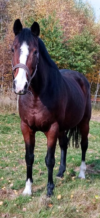 Klacz niemiecki koń sportowy