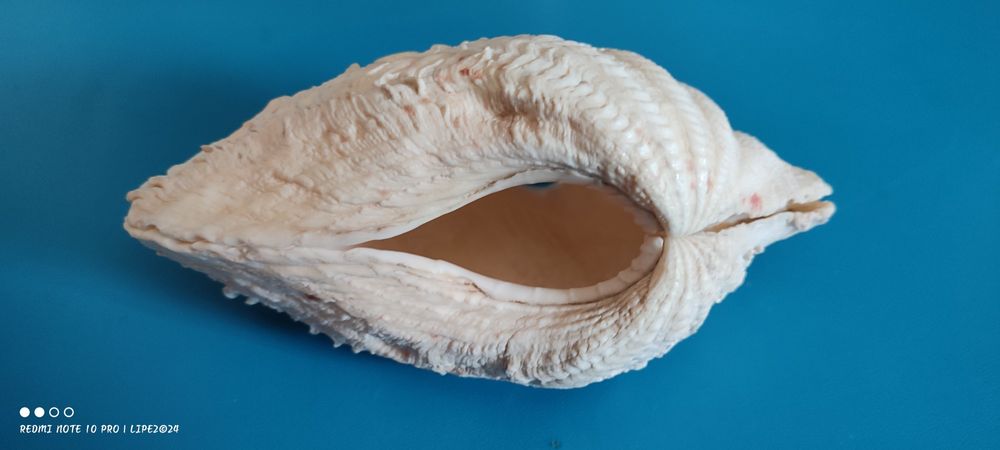 Concha bivalves Tridacna