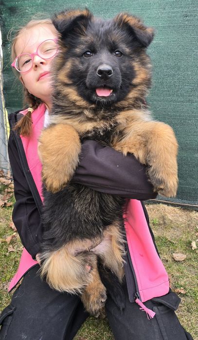 Owczarek Niemiecki Długowłosy  suczka.