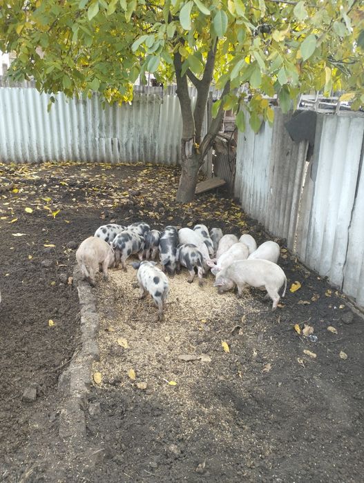 Продам поросят..