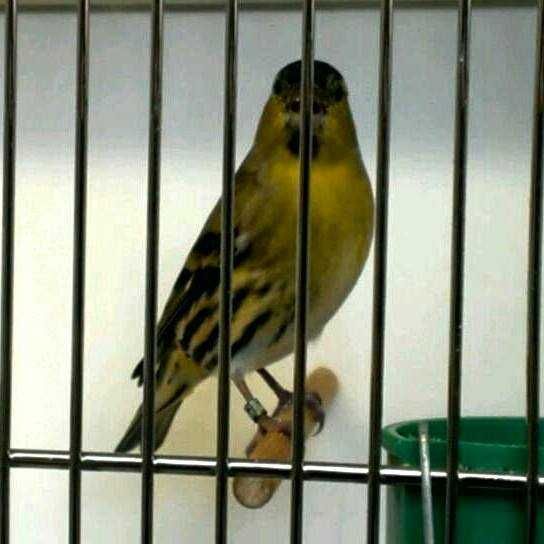 Casais de tentilhão montês (outras aves)