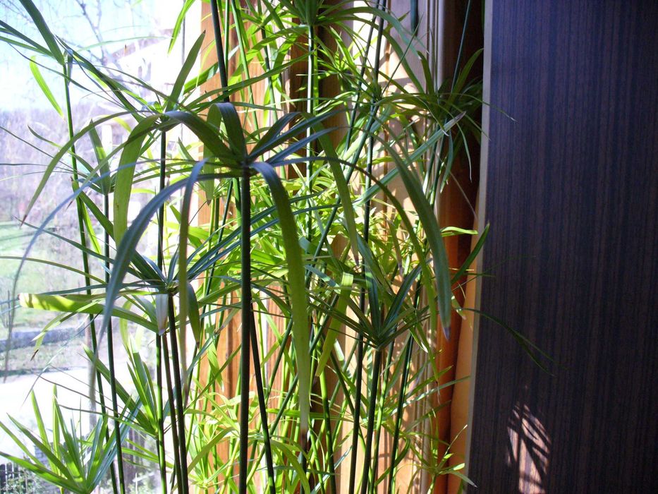 Papirus-Cibora zmienna.