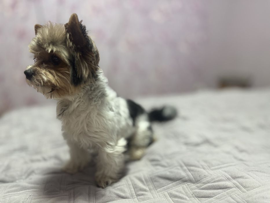 Вязка Хлопчик Бівер Йорк 2,5 роки, вага 2700/середній.Документів немає