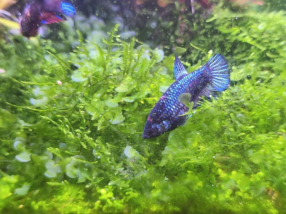 Bettas femmeas premium