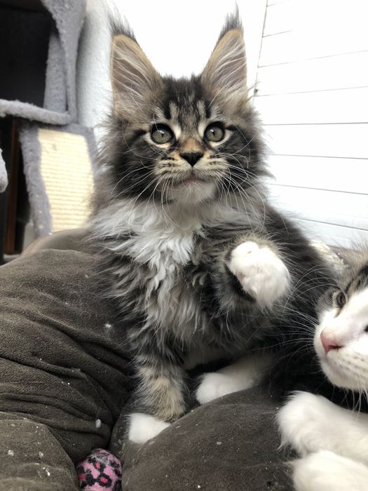 Gatinho Maine Coon