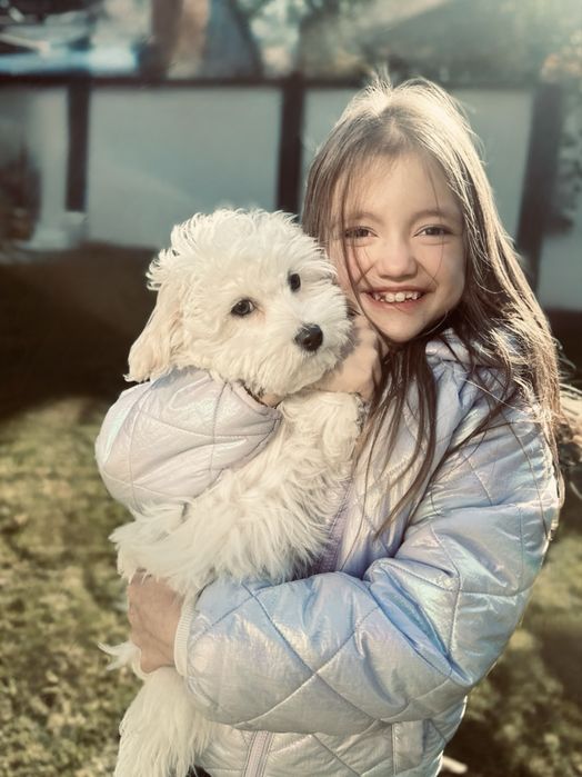 +Малюки болонки. та мальтіпу,‼️