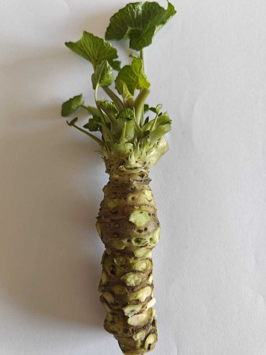 Wasabi Fresco (Rizoma Japonês)