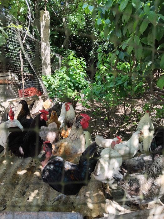 Vendo animais de Quinta (Patos mudos de criação, garnisos)