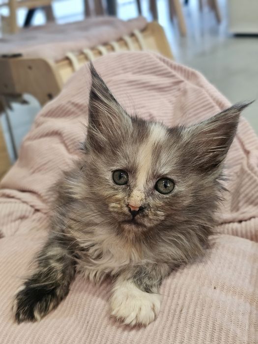 Zoya Maine coon linia shaded