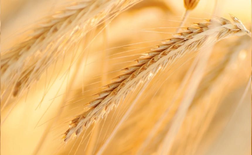 Żyto jare Bojko C/1 - Klasyka gatunku