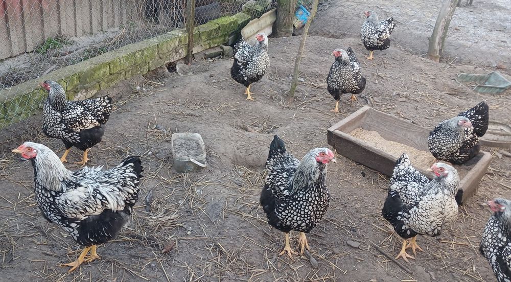 Інкубаційне яйце, віандот срібло