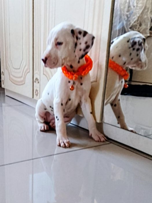 Suczka dalmatyńczyk z rodowodem