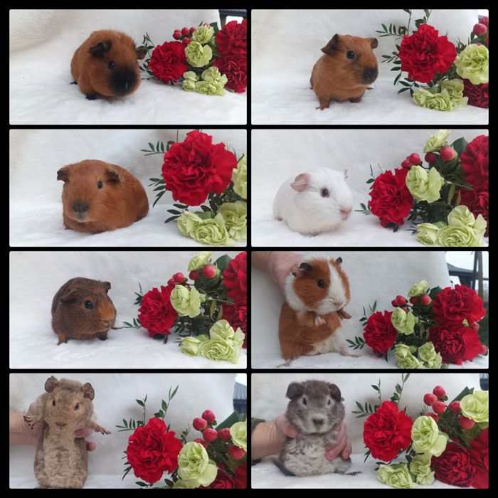 Świnka US Teddy california  gładkowłose