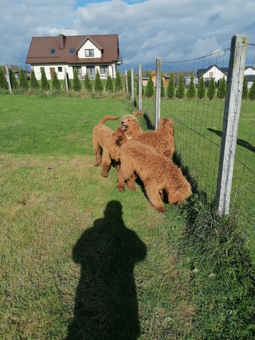 Pudel królewski czerwony pies