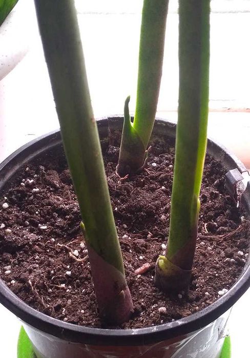 Продам Сансев’єрія сорт Бакуларіс / Sansevieria Bacularis