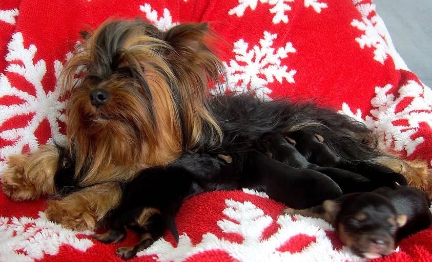 York chłopczyki z Bolesławca .