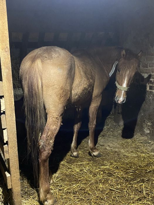 Продам робочого коня