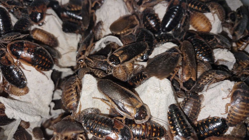 Karaczany argentyńskie B. dubia 2,5-3,5 cm 200 sztuk