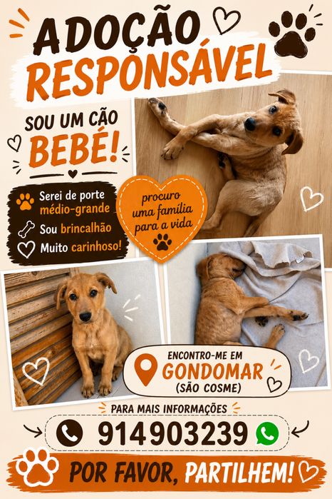 Cao para adocao