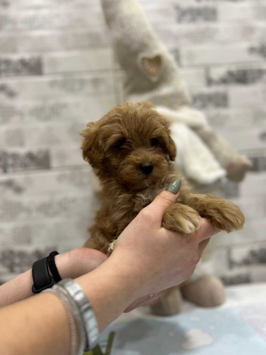 Породистий хлопчик мальтіпу ф1